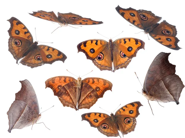 Colección conjunto de mariposas —  Fotos de Stock