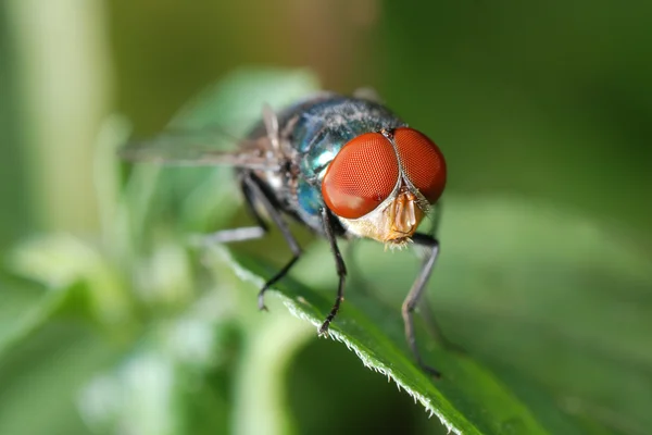 Insect fly macro — Stock Photo, Image