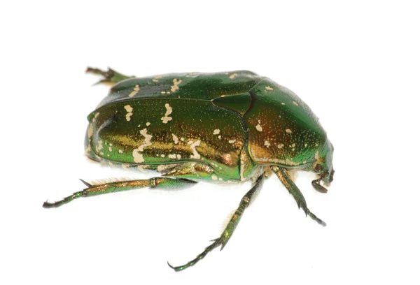Escarabajo escarabajo —  Fotos de Stock