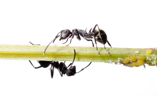 Formiga inseto — Fotografia de Stock