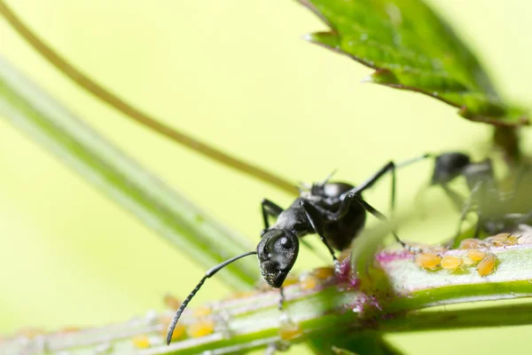 Insect ant — Stockfoto