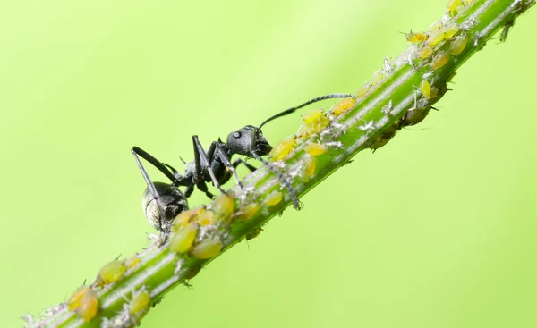 Комаха ant — стокове фото