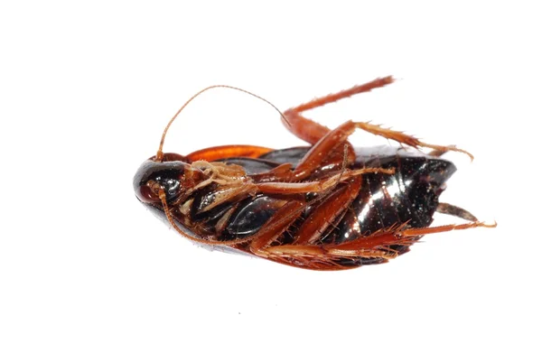 Roach bug elszigetelt — Stock Fotó