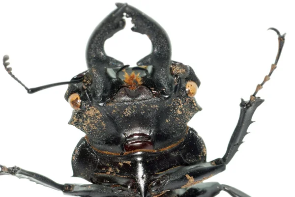 Cabeza de escarabajo ciervo insecto —  Fotos de Stock