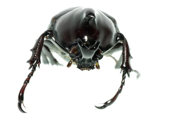 Besouro-escaravelho — Fotografia de Stock