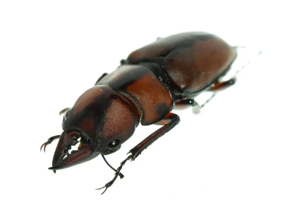 Insect stag beetle — Stock Photo, Image