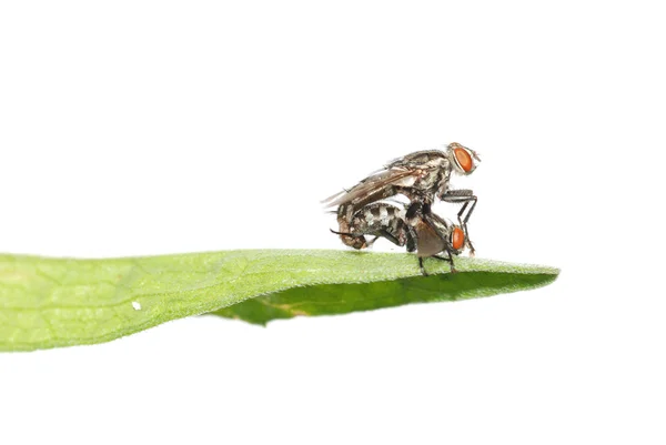 Apareamiento mosca insecto aislado —  Fotos de Stock