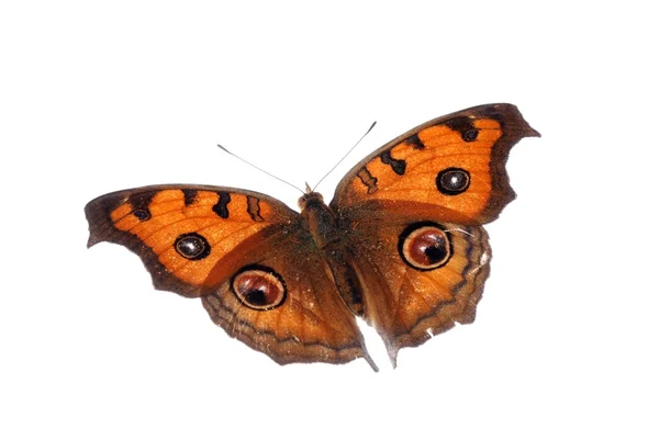 パンジー孔雀蝶、junonia アルマナを飛んでください。 — ストック写真
