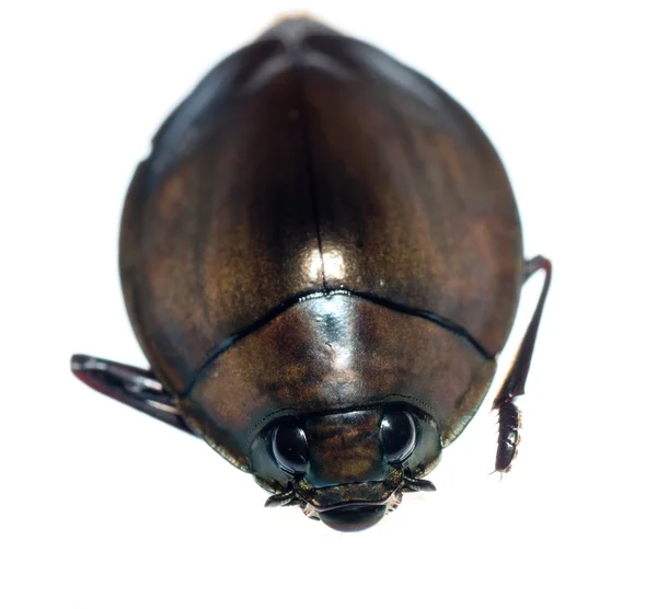 Escarabajo remolino de insectos — Foto de Stock
