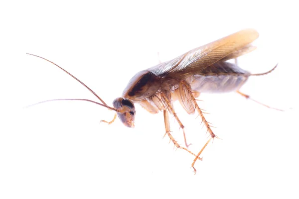 Bug rovar csótány — Stock Fotó