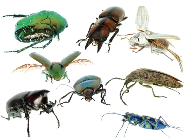Sada kolekce hmyzem brouk — Stock fotografie