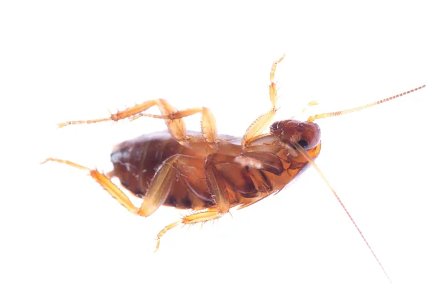 Insect cockroach bug — Stock Photo, Image