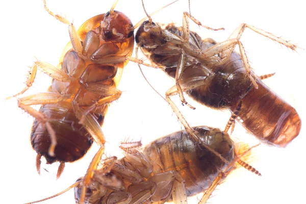 Ölü böcek Hamam böceği böcek — Stok fotoğraf