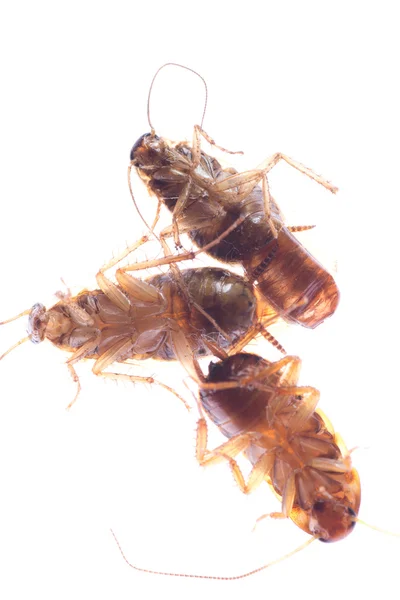 Mrtvý hmyz šváb chyba — Stock fotografie