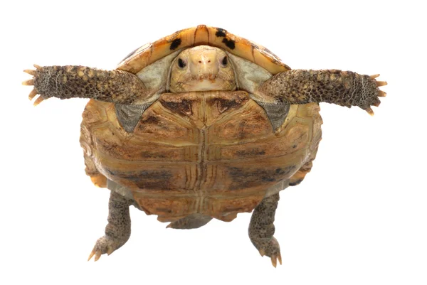 Tartaruga-tartaruga — Fotografia de Stock