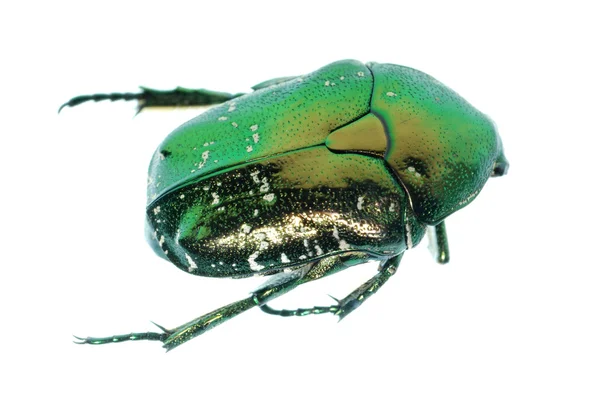 Scarabeo verde insetto rosa chafer — Foto Stock