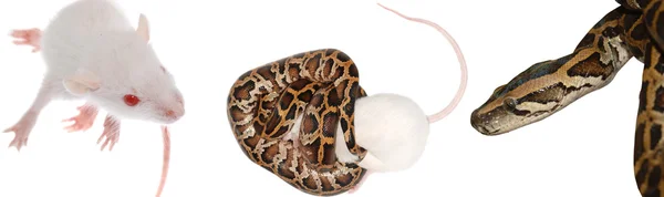 Боа-змея ест крысу — стоковое фото