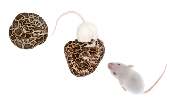 Boa orm äter råtta — Stockfoto