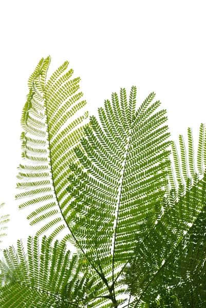 Grüne albizzia falcata baumblatt — Stockfoto