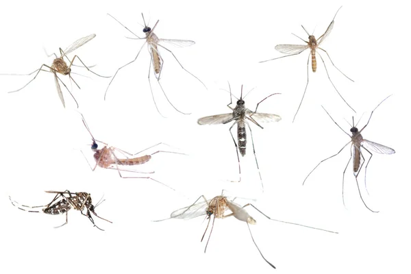 Zestaw owadów komarów — Zdjęcie stockowe