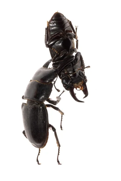 Escarabajo ciervo luchando —  Fotos de Stock