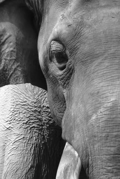 Cara de elefante animal — Fotografia de Stock