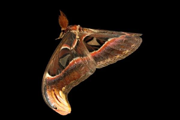 Traça de bicho-da-seda gigante Attacus atlas — Fotografia de Stock
