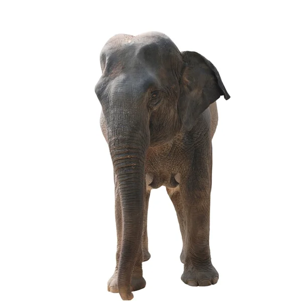 Vadon élő állatok elefánt — Stock Fotó