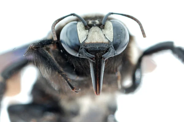 Пчела-бомба — стоковое фото
