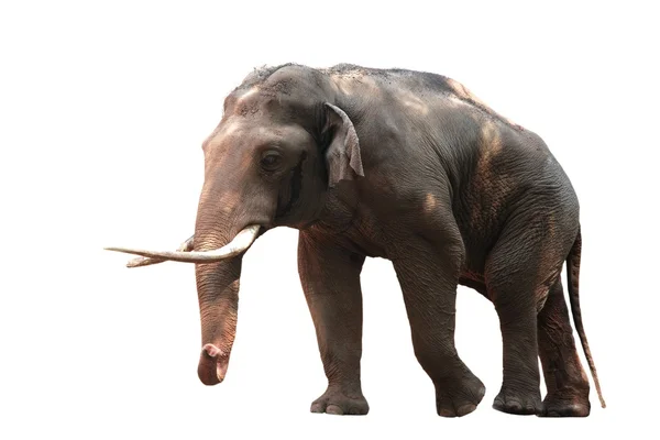 Testa di elefante animale isolata in bianco — Foto Stock