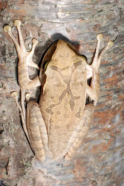 Древесная лягушка — стоковое фото