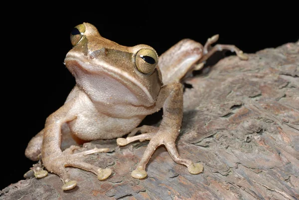 나무 개구리 — 스톡 사진