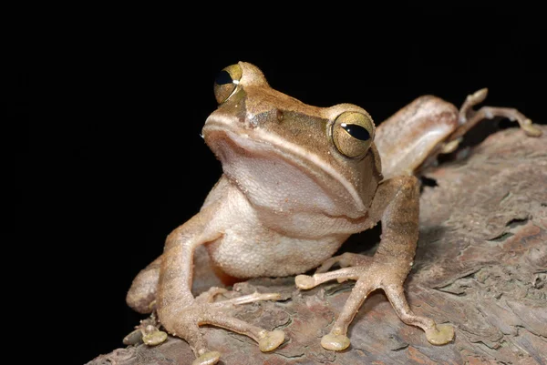 stock image Tree frog