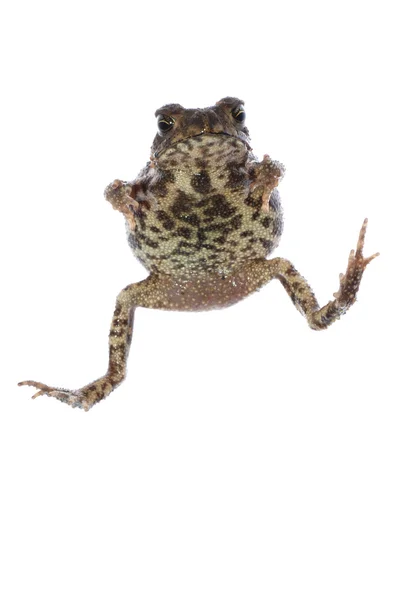 動物のヒキガエルのカエル — ストック写真