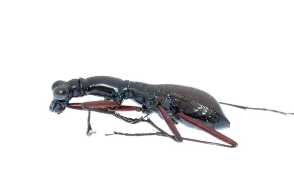 Insecto hormiga escarabajo aislado —  Fotos de Stock