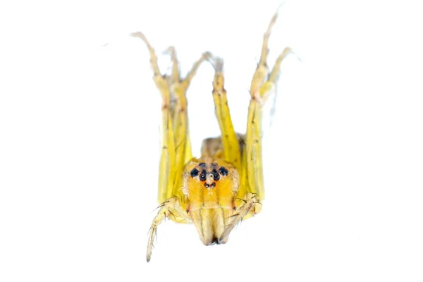 Amarelo aranha macro isolado — Fotografia de Stock