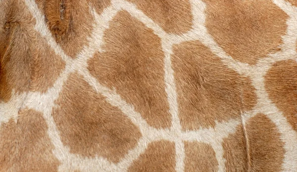Giraffa modello di pelliccia sfondo — Foto Stock