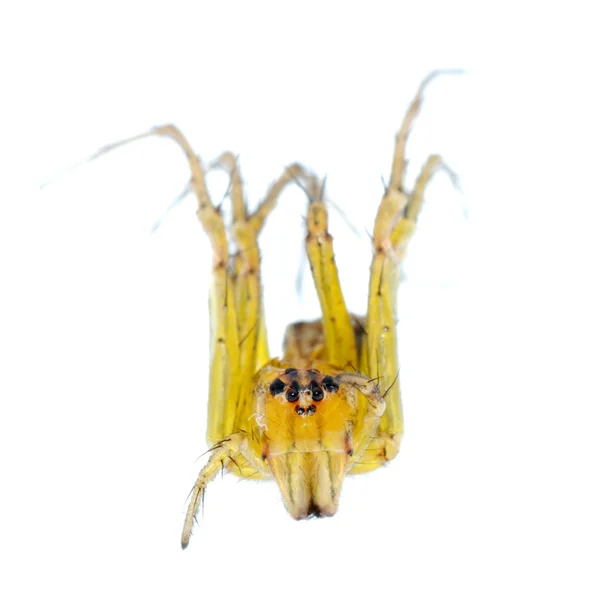 Žlutý spider makro izolované — Stock fotografie