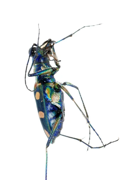 Tiger beetle bug insect — Stock Photo, Image