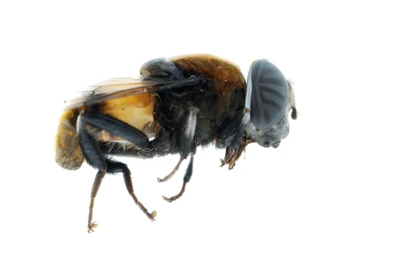 Sinek arı böceği izole edildi. — Stok fotoğraf