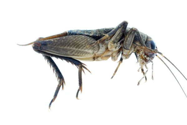 Insecto insecto grillo —  Fotos de Stock