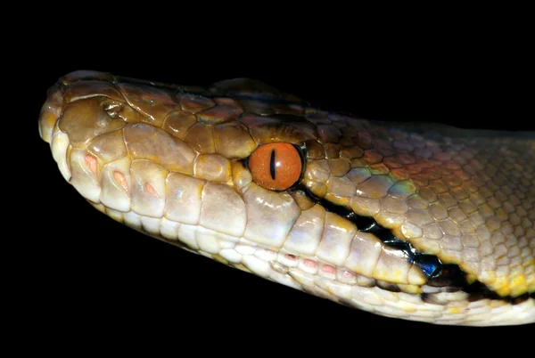Boa Hadí hlava — Stock fotografie