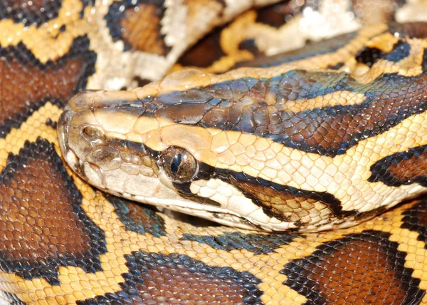 Cabeza de serpiente Boa — Foto de Stock