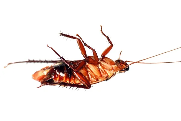 昆虫の死んだゴキブリ — ストック写真