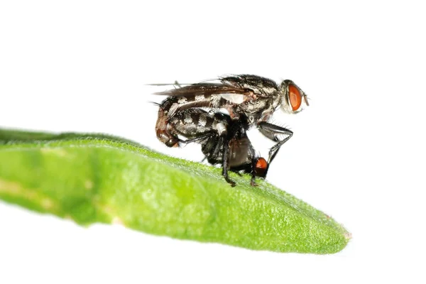 Páření překrýt hmyzu izolovaných — ストック写真