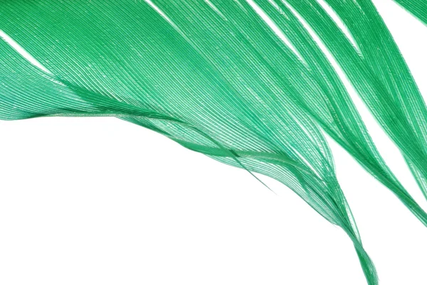 Zelené peří abstraktní textury pozadí — Stock fotografie