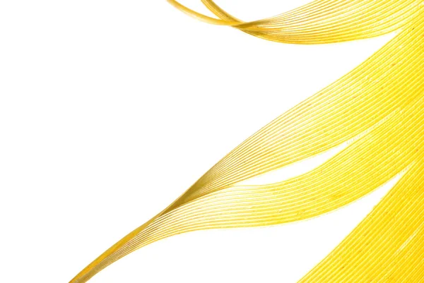 stock image Yellow feather abstract texture background