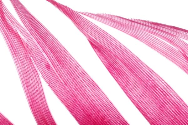 Абстрактный фон из красного пера — стоковое фото