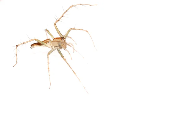 Tierische Spinne isoliert — Stockfoto