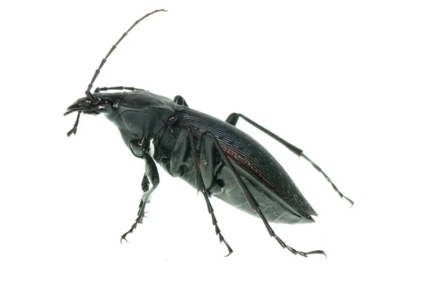 地面のカブトムシの昆虫 — ストック写真
